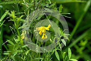 Lathyrus pratensis. Wild flower.