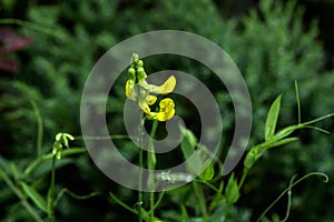 Lathyrus pratensis. Wild flower.