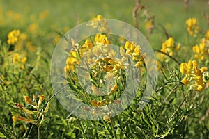 Lathyrus pratensis. Yellow flowers Meadow peavine in the North of Russia