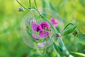 Lathyrus sylvestris, flat pea flowers closeup selective focus