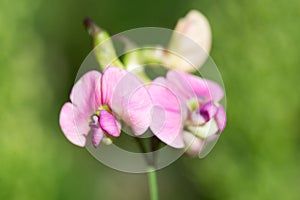 Lathyrus sylvestris, flat pea flowers closeup selective focus