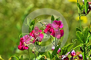 Lathyrus sylvestris, flat pea, narrow-leaved everlasting-pea pink flowers in meadow