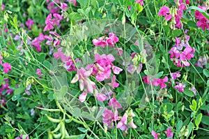 Lathyrus tuberosus grows in the field among the grasses in summer