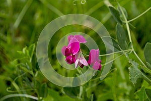 Lathyrus tuberosus the tuberous pea.