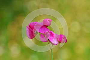 Lathyrus tuberosus , tuberous pea flower , flora Iran