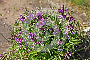 Lathyrus vernus