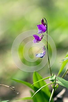 Lathyrus vernus in bloom, early spring vechling flower with blosoom and green leaves