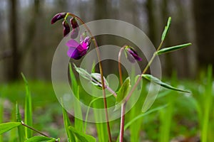 Lathyrus vernus in bloom, early spring vechling flower with blosoom and green leaves growing in forest, macro