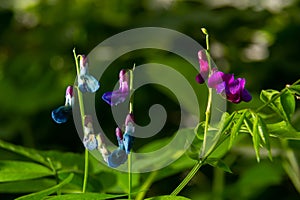 Lathyrus vernus in bloom, early spring vechling flower with blosoom and green leaves growing in forest, macro