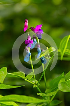 Lathyrus vernus in bloom, early spring vechling flower with blosoom and green leaves growing in forest, macro