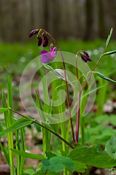 Lathyrus vernus in bloom, early spring vechling flower with blosoom and green leaves growing in forest, macro