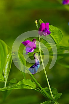 Lathyrus vernus in bloom, early spring vechling flower with blosoom and green leaves growing in forest, macro