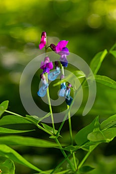 Lathyrus vernus in bloom, early spring vechling flower with blosoom and green leaves growing in forest, macro