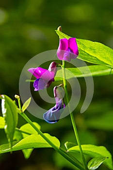 Lathyrus vernus in bloom, early spring vechling flower with blosoom and green leaves growing in forest, macro