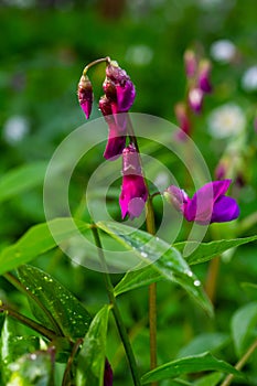 Lathyrus vernus in bloom, early spring vechling flower with blosoom and green leaves growing in forest, macro