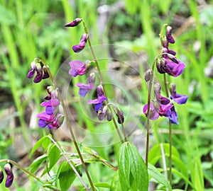 Lathyrus vernus blooms in spring in the forest