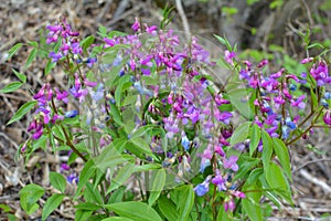 Lathyrus vernus blooms in spring in the forest