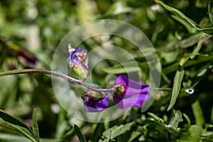 Lathyrus vernus flower growing in meadow