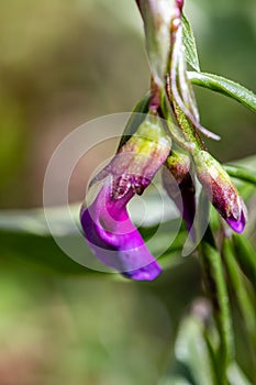 Lathyrus vernus flower growing in meadow