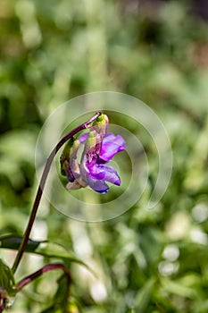 Lathyrus vernus flower growing in meadow