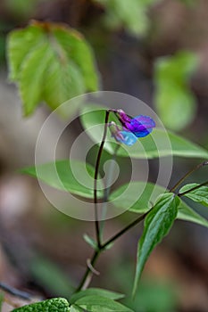 Lathyrus vernus flower growing in meadow, close up