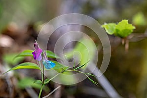 Lathyrus vernus flower growing in meadow, close up shoot