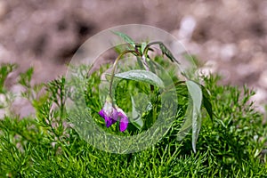 Lathyrus vernus flower growing in meadow, close up shoot