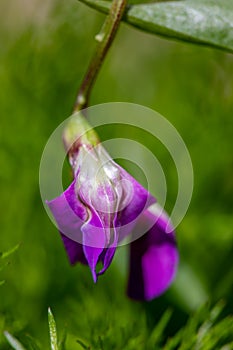 Lathyrus vernus flower growing in meadow, macro