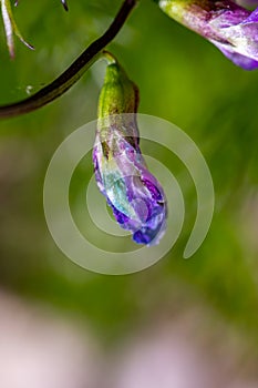 Lathyrus vernus flower in meadow