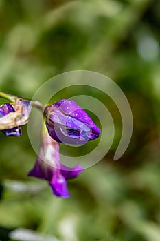 Lathyrus vernus flower in meadow