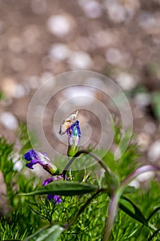 Lathyrus vernus flower in meadow