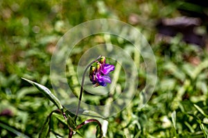 Lathyrus vernus flower  in meadow, close up