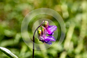 Lathyrus vernus flower in meadow, close up