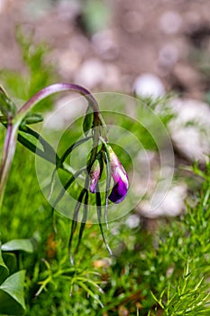 Lathyrus vernus flower in meadow, close up