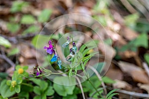 Lathyrus vernus flower in meadow, close up shoot