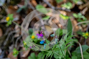 Lathyrus vernus flower in meadow, close up shoot