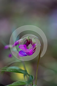 Lathyrus vernus flower in meadow, close up shoot