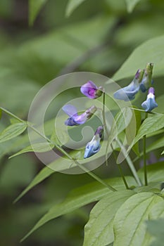 Lathyrus vernus flowers