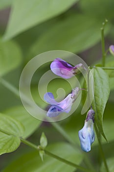 Lathyrus vernus flowers