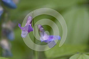 Lathyrus vernus flowers