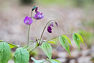 Lathyrus vernus known as spring vetch photo