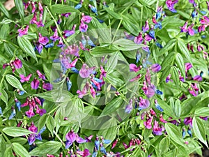 Lathyrus vernus spring pea plant flowering