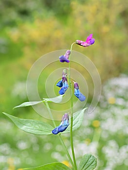 Lathyrus vernus spring pea plant flowering