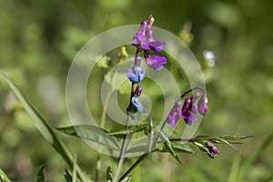 Lathyrus vernus spring vetchling flowering plant, bright puprle springtime pea vetch flowers in bloom