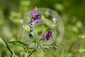 Lathyrus vernus spring vetchling flowering plant, bright puprle springtime pea vetch flowers in bloom