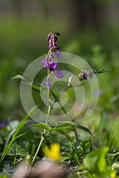 Lathyrus vernus spring vetchling flowering plant, bright puprle springtime pea vetch flowers in bloom