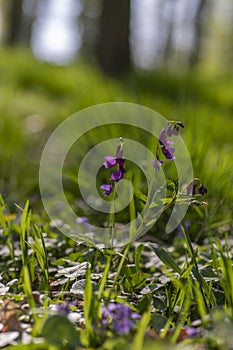 Lathyrus vernus spring vetchling flowering plant, bright puprle springtime pea vetch flowers in bloom