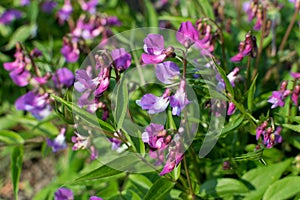 Lathyrus vernus, spring vetchling, spring pea or spring vetch