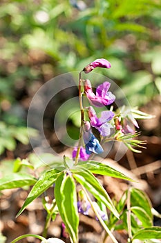 Lathyrus vernus, spring vetchling, spring pea