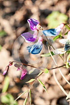 Lathyrus vernus, spring vetchling, spring pea